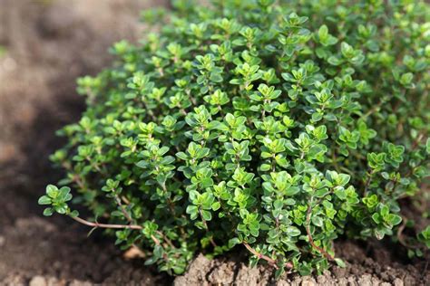 what-is-thyme-and-how-is-it-used-the-spruce-eats image