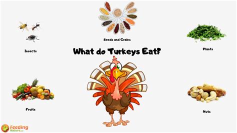 what-do-turkeys-eat-feeding-nature image