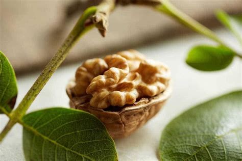 shallot-honey-vinaigrette-california-walnuts image