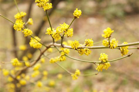 spicebush-care-and-growing-guide-the-spruce image