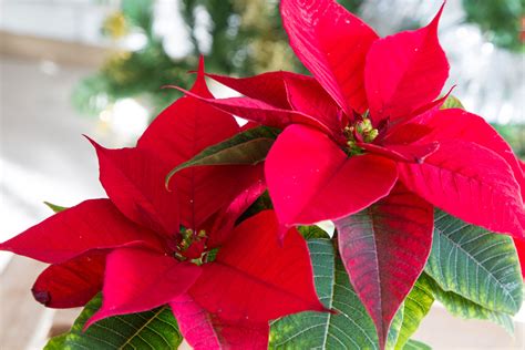 tips-on-the-care-of-poinsettia-plants-gardening-know image