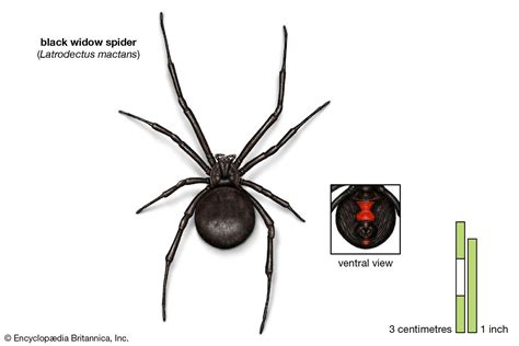 black-widow-appearance-species-bite-britannica image
