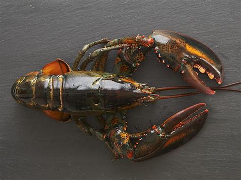 lobster-with-curry-sauce-cookstrcom image