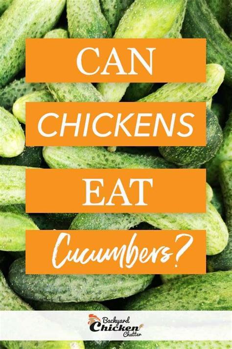 can-chickens-eat-cucumbers-backyard-chicken-chatter image