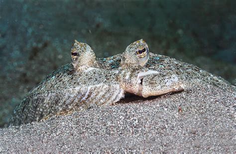 flounder-description-habitat-image-diet-and image