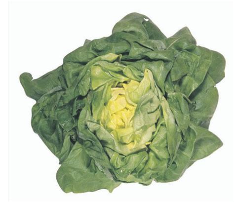 butter-lettuce-info-and-1-vibrant image