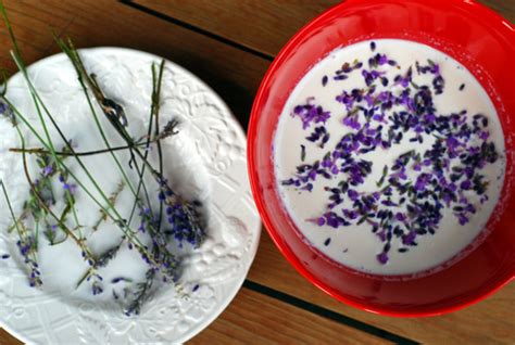 lavender-whipped-cream-dragonfly-home image