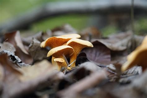 false-chanterelle-mushrooms-how-to-tell-the image