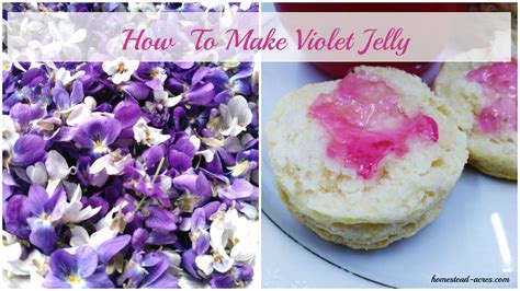 how-to-make-violet-jelly-homestead-acres image