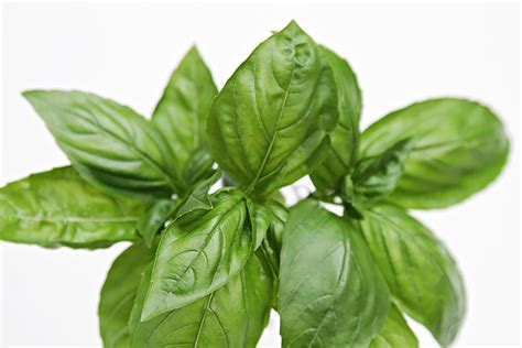 basil-pesto-this-one-stays-bright-green-food-style image