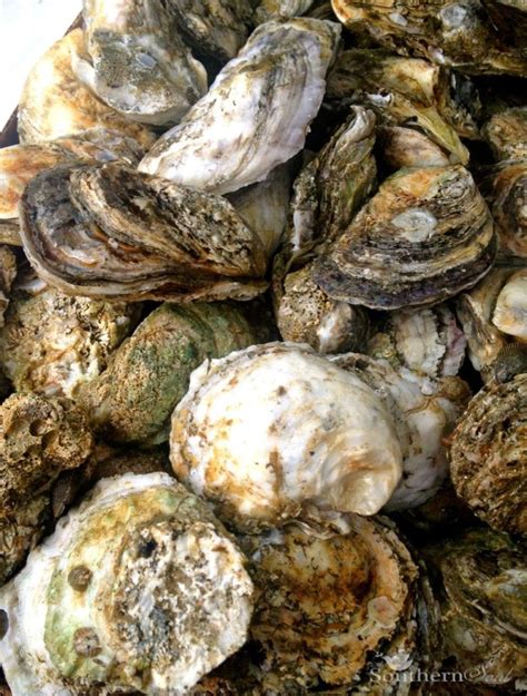 roasted-oysters-on-the-grill-a-southern-soul image