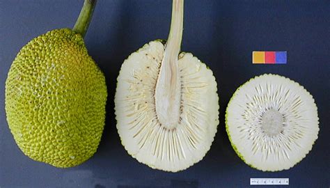 breadfruit-its-importance-history-uses-facts-a image