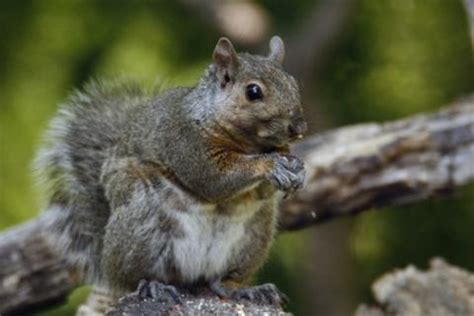 5-easy-squirrel-recipes-bass-pro-shops image