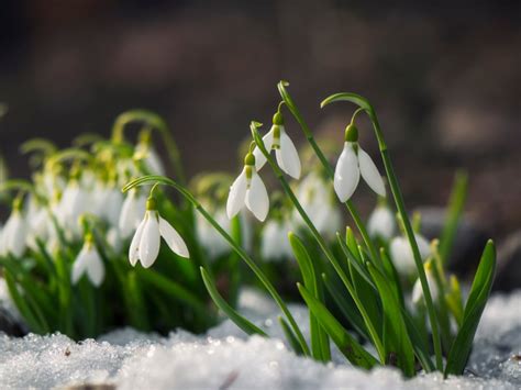 snowdrop-flowers-how-to-plant-and-care-for-snowdrops image