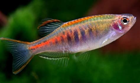 15-exotic-freshwater-tropical-fish-species-tail-and-fur image