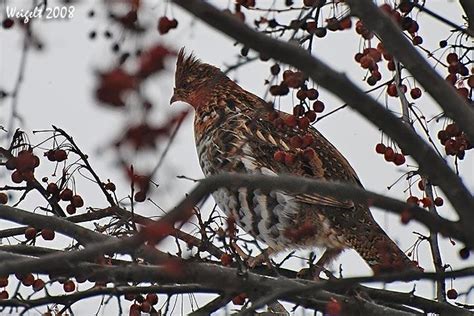 what-do-ruffed-grouse-eat-in-spring-fall-winter image
