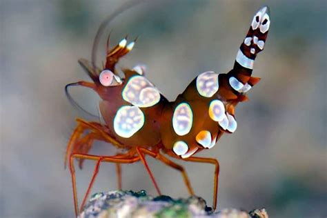 sexy-shrimp-detailed-guide-care-diet-and-breeding image