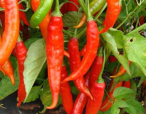 the-cayenne-types-of-hot-peppers-hot-sauce-fever image