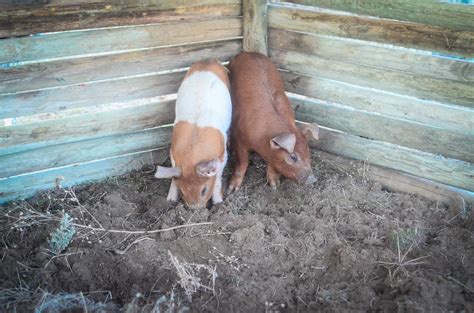 feeding-the-pigs-the-elliott-homestead image