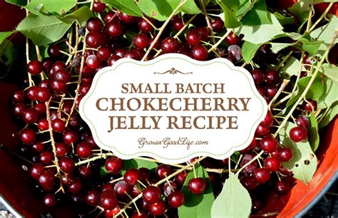 small-batch-chokecherry-jelly-from-foraged-fruit image
