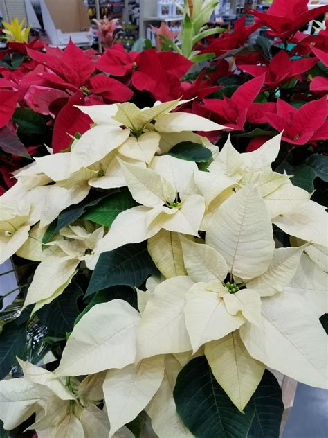 growing-and-caring-for-poinsettia-umn-extension image