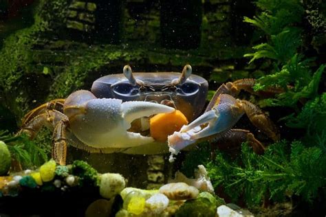 what-do-crabs-eat-and-how-to-feed-them-shrimp-and image