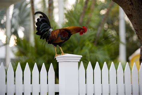 local-legends-key-west-gypsy-chickens-at-home-in-key image