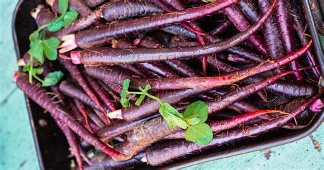 are-purple-carrots-healthier-nutrition-benefits-and-uses image