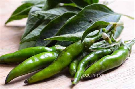 green-thai-chili-peppers-thaitablecom image