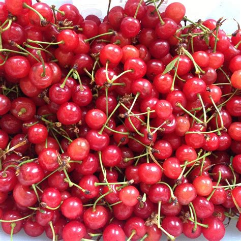 sour-cherry-granita-recipe-on-food52 image