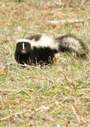 how-to-get-rid-of-skunk-smell-solutions-that-actually image