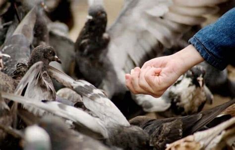 can-pigeons-eat-rice-pigeonpedia image