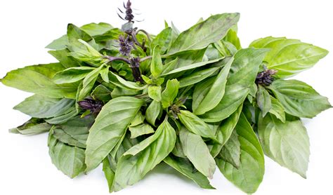 thai-basil-information-recipes-and-facts-specialty image
