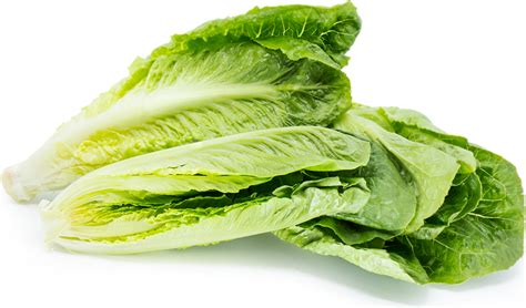 romaine-hearts-information-recipes-and-facts image