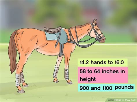 3-ways-to-play-polo-wikihow image