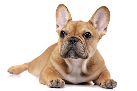 best-dog-food-for-french-bulldogs-2022 image
