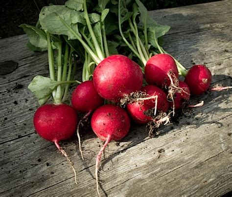 spring-recipes-radishes-and-turnips-james-beard image