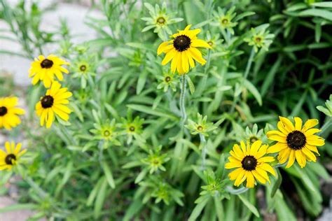 how-to-grow-and-care-for-black-eyed-susan-the-spruce image