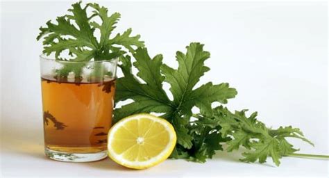 5-amazing-health-benefits-of-geranium-tea image