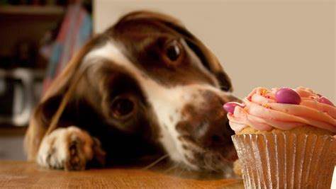 how-to-bake-a-dog-birthday-cake-recipe-american image