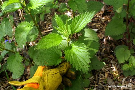 how-to-make-stinging-nettle-soup-wild-edibles image
