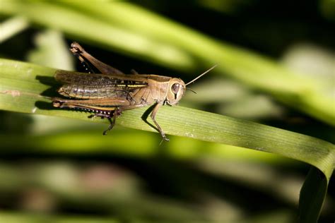 how-to-get-rid-of-grasshoppers-in-the-garden image