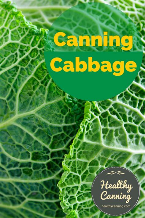 canning-cabbage-healthy-canning image