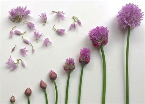 how-to-use-chive-blossoms-in image