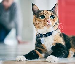 homemade-cat-treats-recipes-for-healthy-cats-hills-pet image