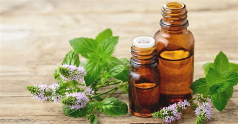 peppermint-oil-uses-benefits-and-side-effects-healthline image