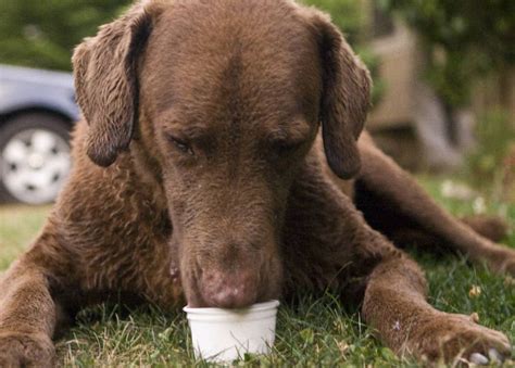the-recipe-for-homemade-frosty-paws-for-your-dog image