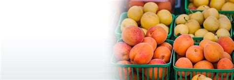 apricots-foodland-ontario image