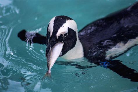 penguin-food-and-eating-habits-the-spruce image