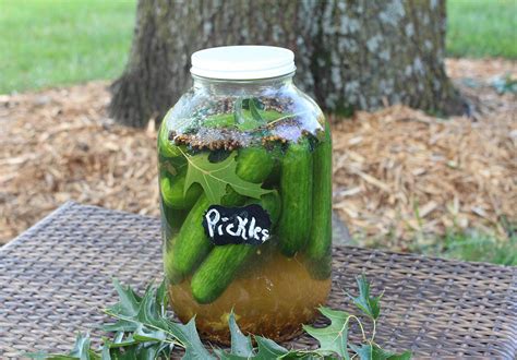 six-reasons-and-recipes-to-eat-fermented-pickles image